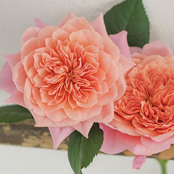 (image for) 12 Stems Wabara Miyabi Garden Roses