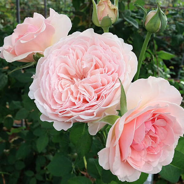 Garden Rose - Wabara Senlitsu