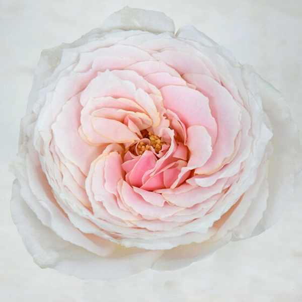 Garden Rose - Wabara Tsumugi