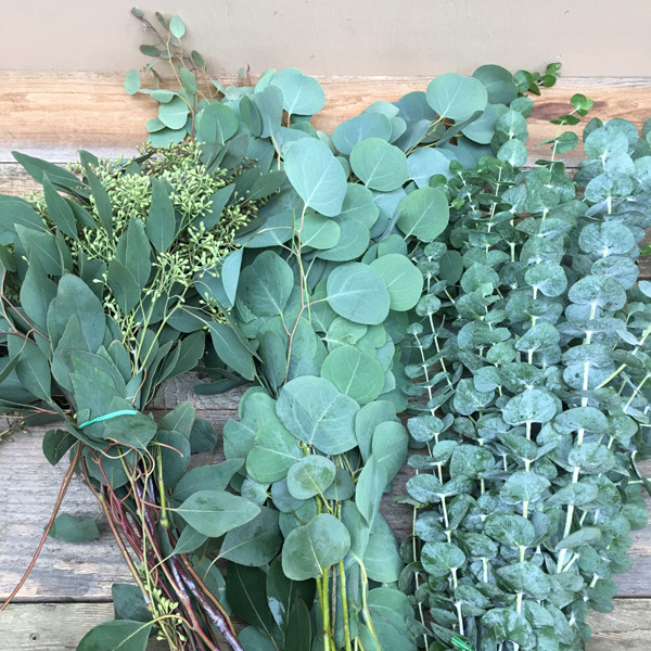(image for) Eucalyptus Bundle