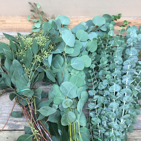 Eucalyptus Bundle