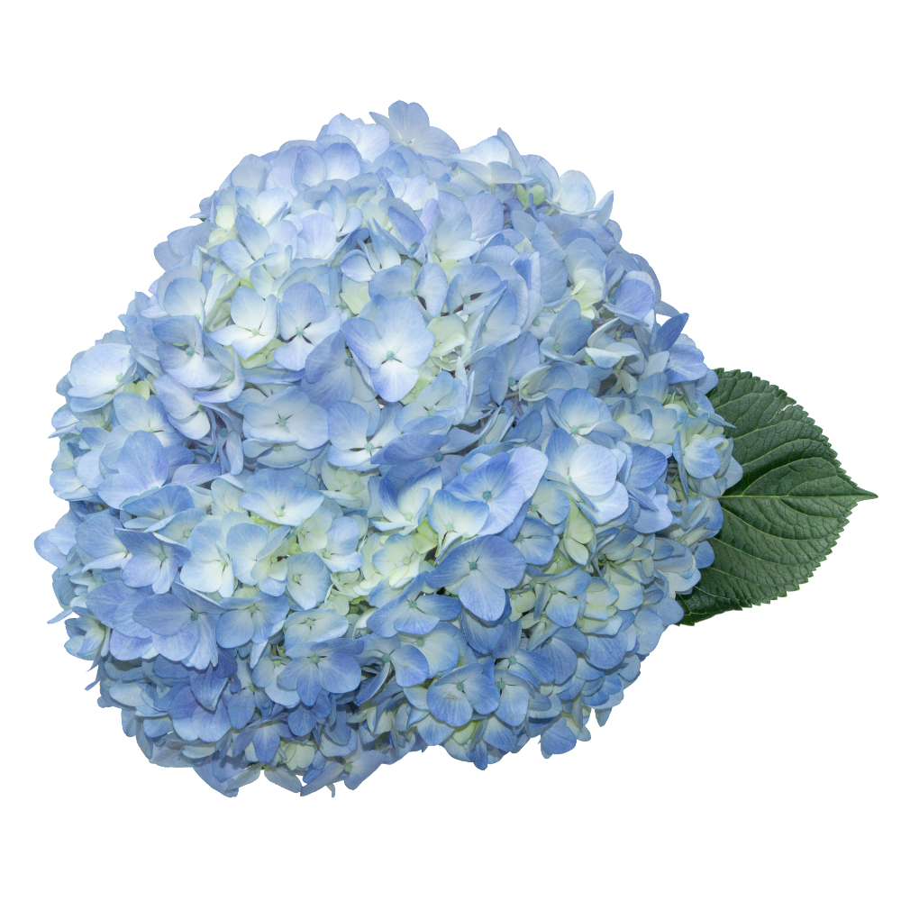 (image for) Blue Hydrangeas Hydrangea — 5 Stems