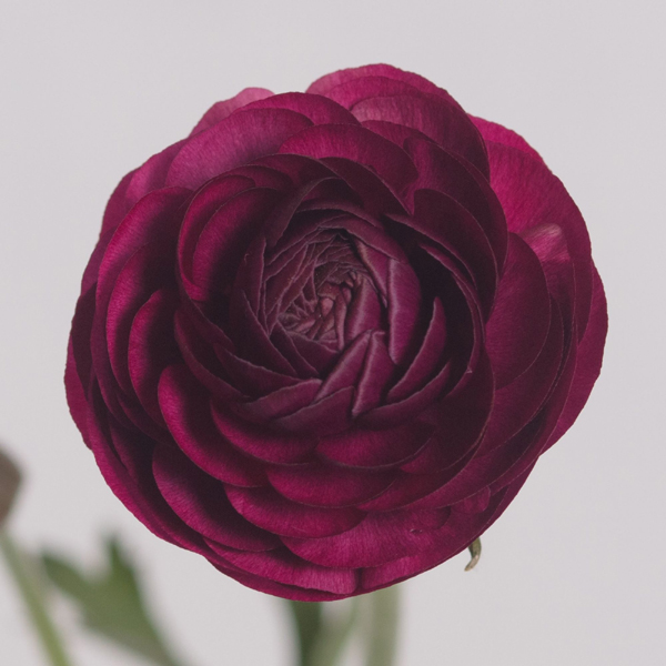 Ranunculus - Viola