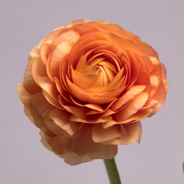 Ranunculus - Coral