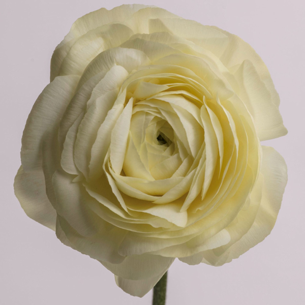 Ranunculus - Cream White