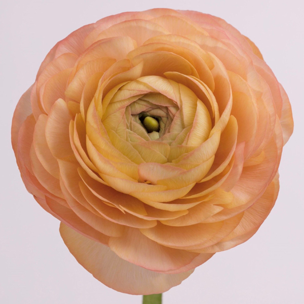 Ranunculus - 6 Bunches Peach