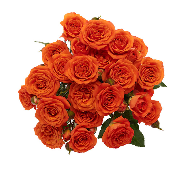 Spray Rose - Orange