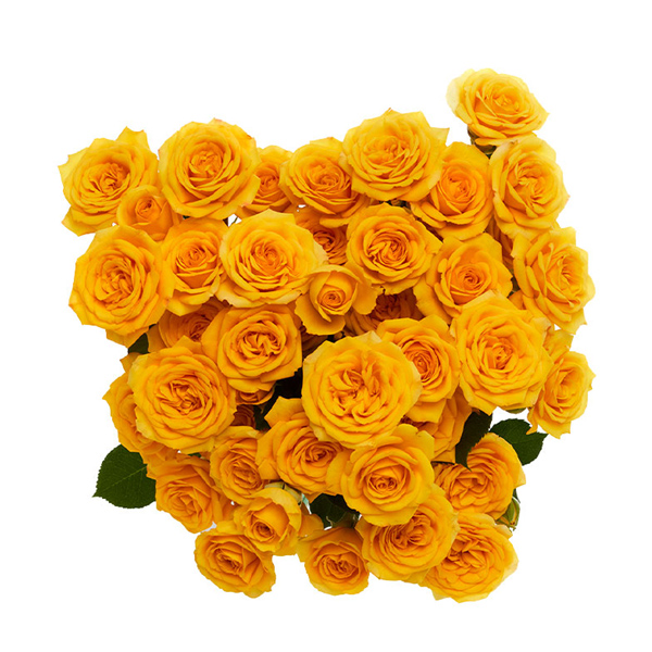 Spray Rose - Yellow