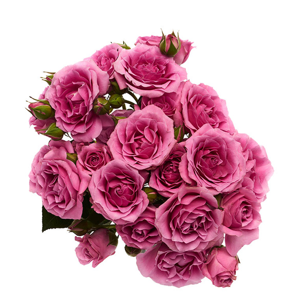 Spray Rose - Lavender