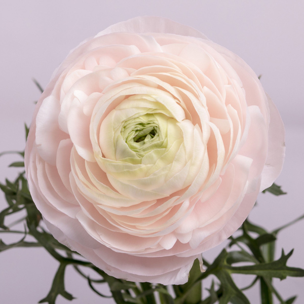 Ranunculus - Blush White