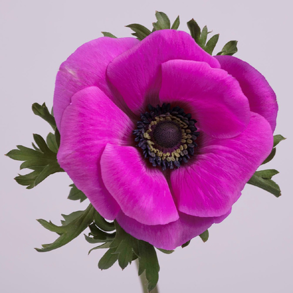 Anemone - Pink