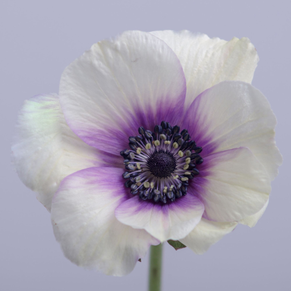 Anemone - Bi-Color Viola