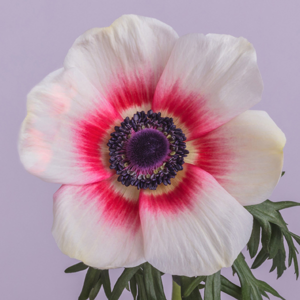 Anemone - Bi-Color Red