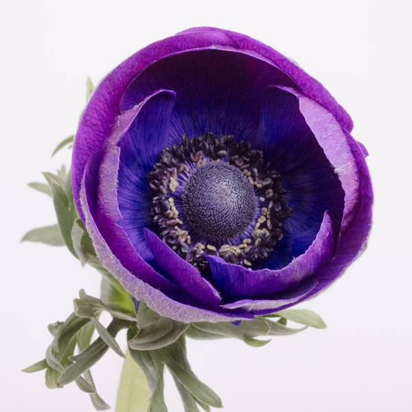 Anemone - Grape