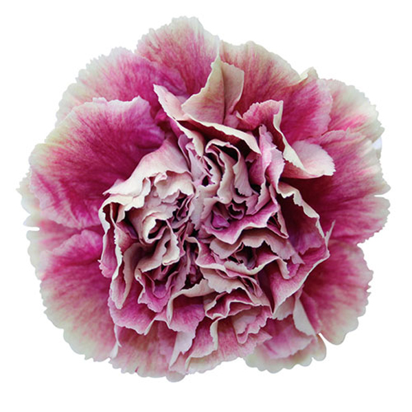 175 BIC Antiqua Carnations (image for) 175 BIC Antiqua Carnations