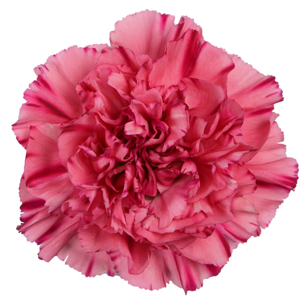 175 PKH Bernard Carnations (image for) 175 PKH Bernard Carnations