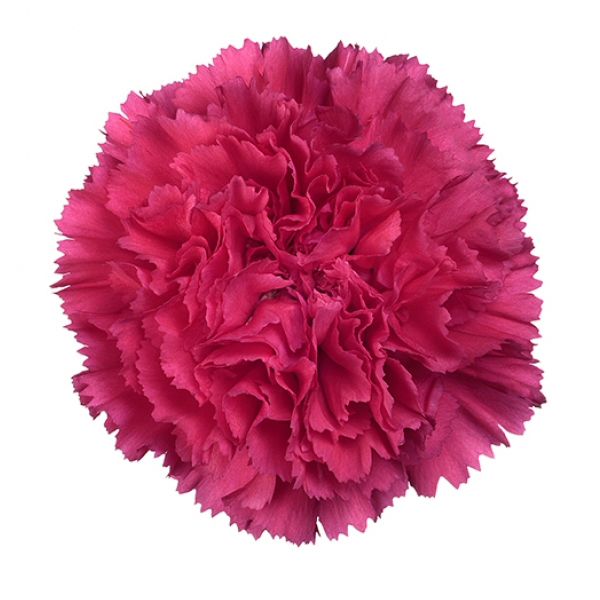 175 PKH Bizet Carnations (image for) 175 PKH Bizet Carnations