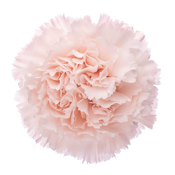 (image for) 175 PCH Brut Carnations