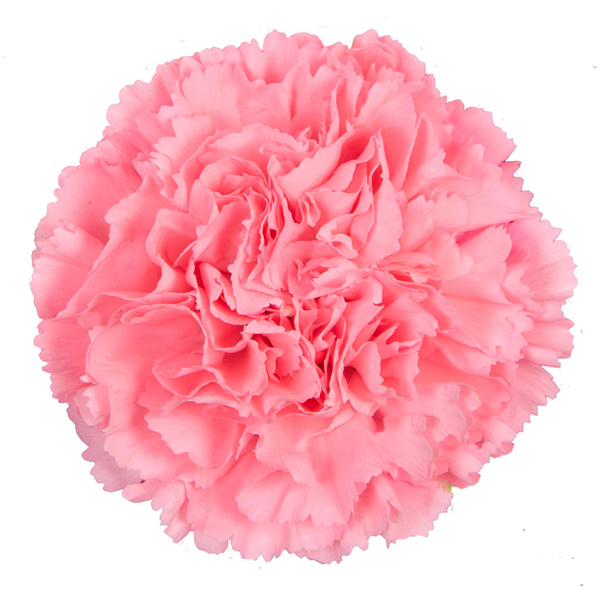 175 PKM Corvette Carnations (image for) 175 PKM Corvette Carnations