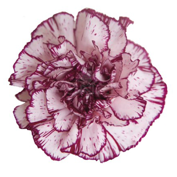 175 BIC Damascus Carnations (image for) 175 BIC Damascus Carnations