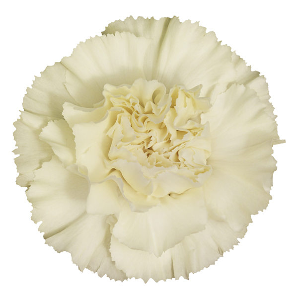 175 CRM Diletta Carnations (image for) 175 CRM Diletta Carnations