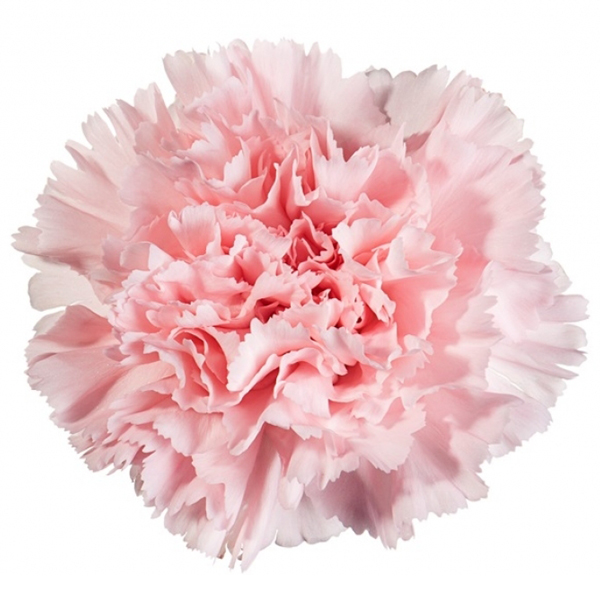 175 PKL Doncel Carnations (image for) 175 PKL Doncel Carnations