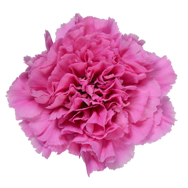 (image for) Lavender Farida Carnations — 175 Stems
