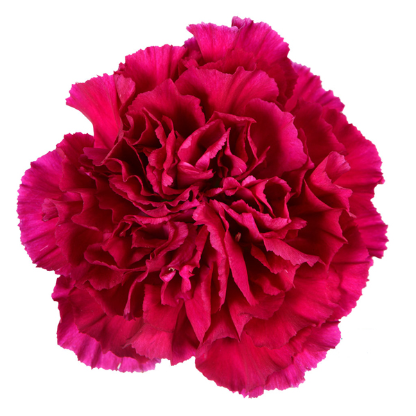 Carnation - Golem Box of 175