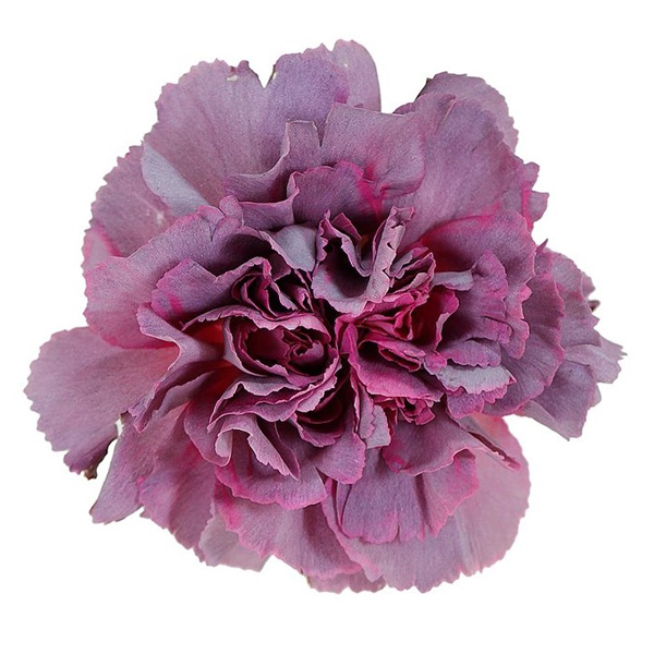 (image for) 175 PUR Hypnosis Carnations