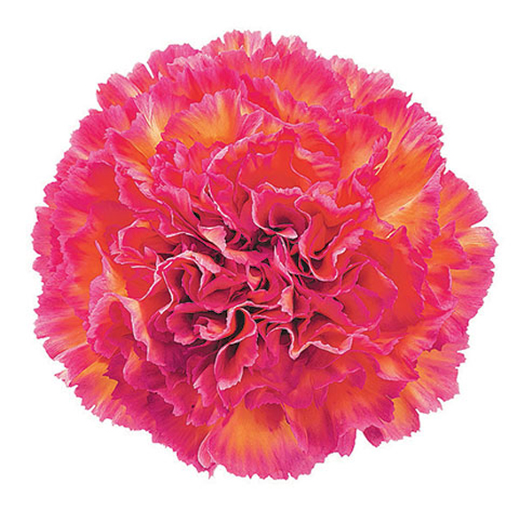 175 BIC Jelly Carnations (image for) 175 BIC Jelly Carnations