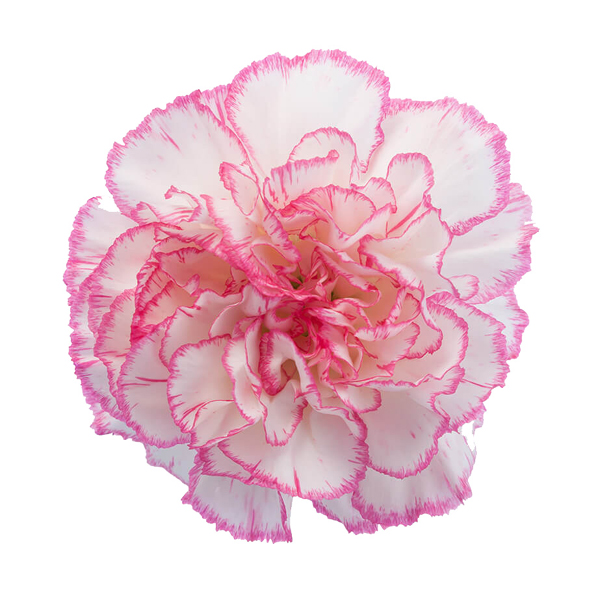 175 BIC Komachi Carnations (image for) 175 BIC Komachi Carnations