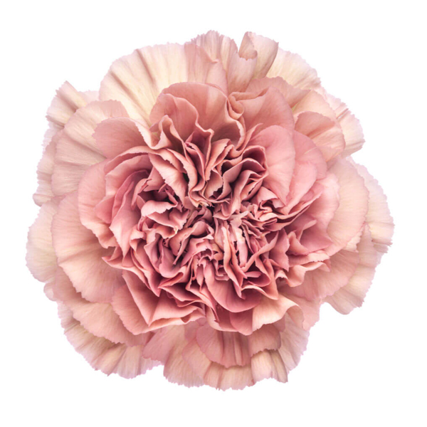 175 BIC Lege Pink Carnations (image for) 175 BIC Lege Pink Carnations