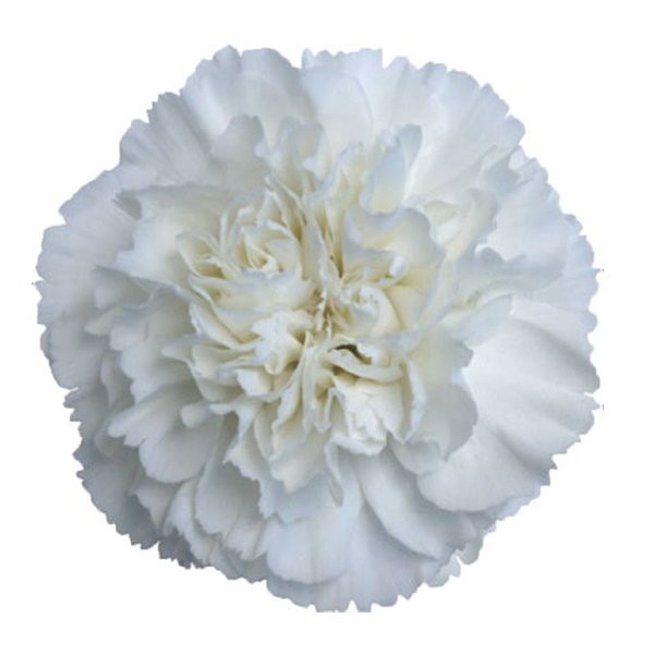 175 WHT Moonlight Carnations (image for) 175 WHT Moonlight Carnations