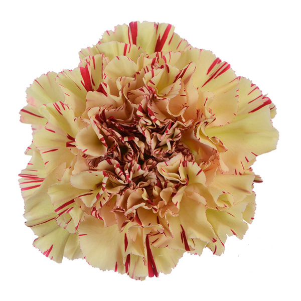 Carnation - Paoletto Box of 175