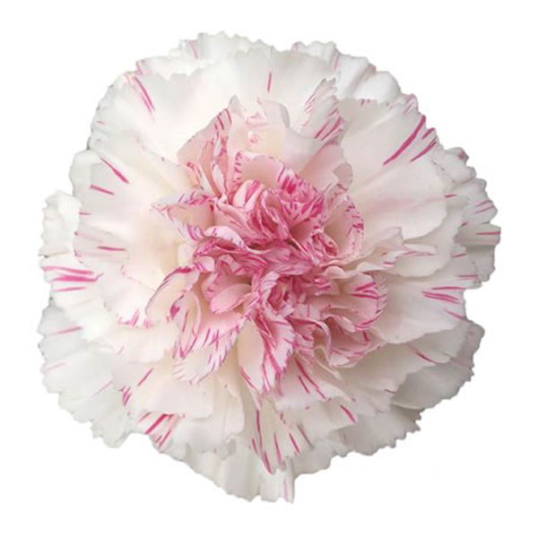 175 BIC Yakari Cherry Carnations (image for) 175 BIC Yakari Cherry Carnations