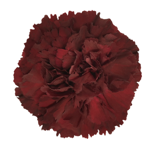 (image for) Burgundy Zurigo Carnations — 175 Stems