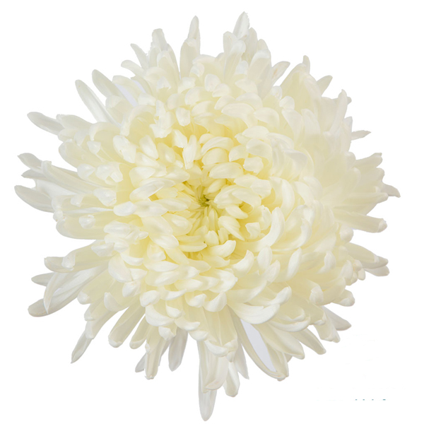 80 White Football Mums (image for) 80 White Football Mums