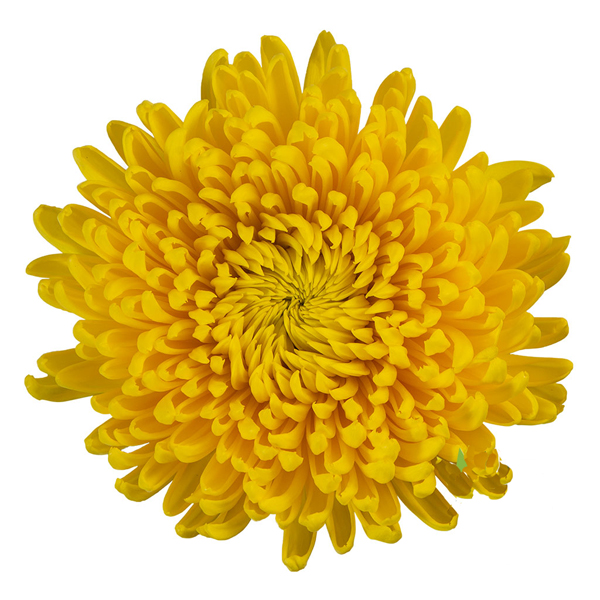 80 Yellow Football Mums (image for) 80 Yellow Football Mums
