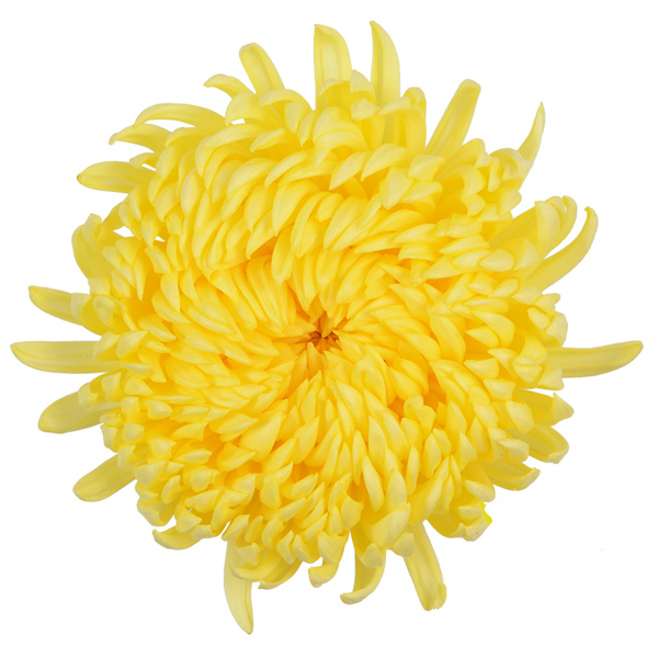 (image for) 80 Yellow Football Mums