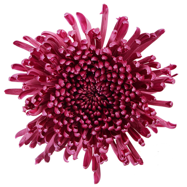 80 Purple Football Mums (image for) 80 Purple Football Mums