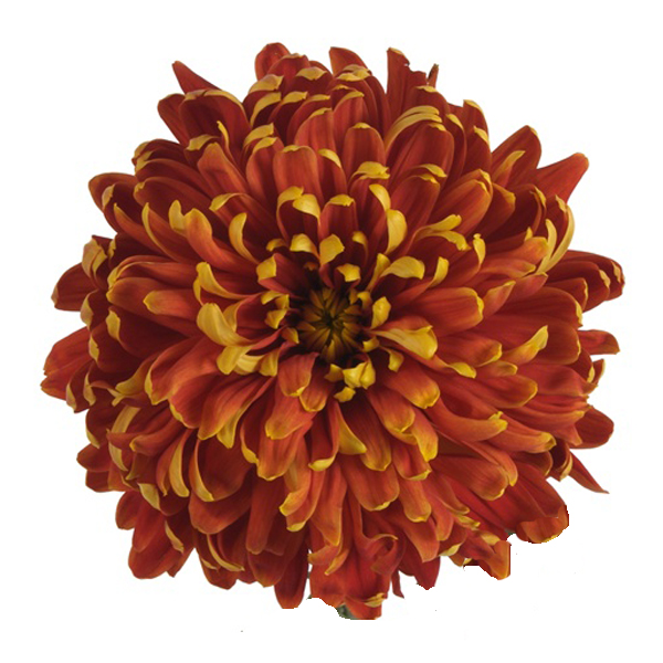 80 Bronze Football Mums (image for) 80 Bronze Football Mums