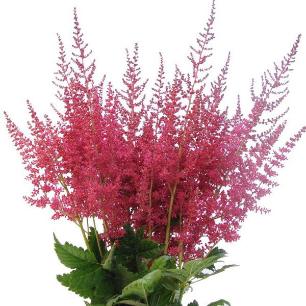 Astilbe - Red