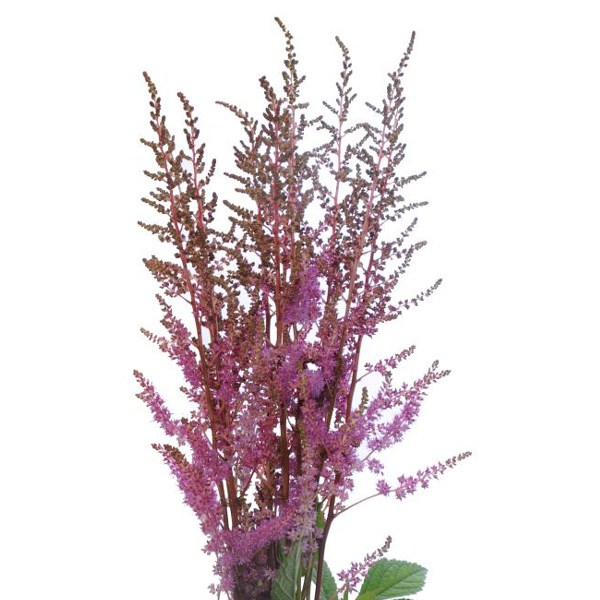 Astilbe - Lavender