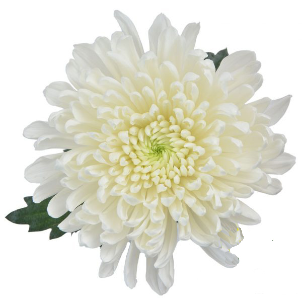 (image for) Cremone - White 10 Stems