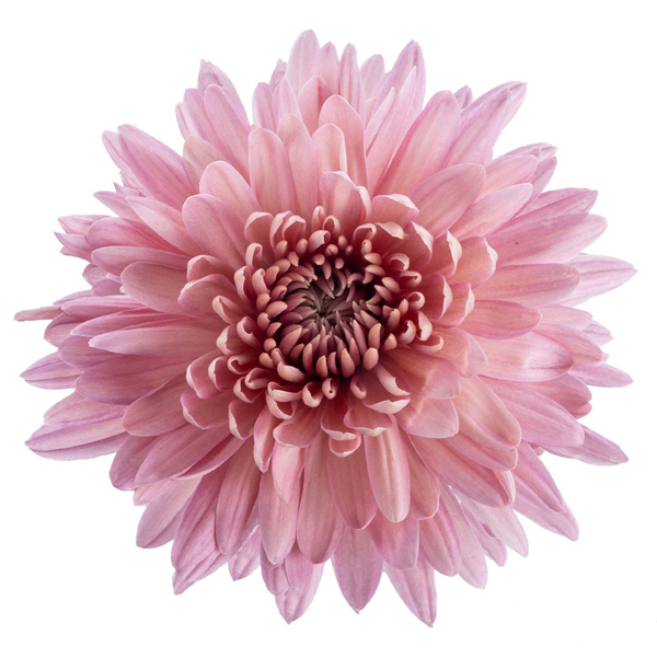 (image for) Linette Disbud — 10 Stems