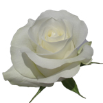 (image for) Rose Akito 50cm - Bunch of 25 Stems