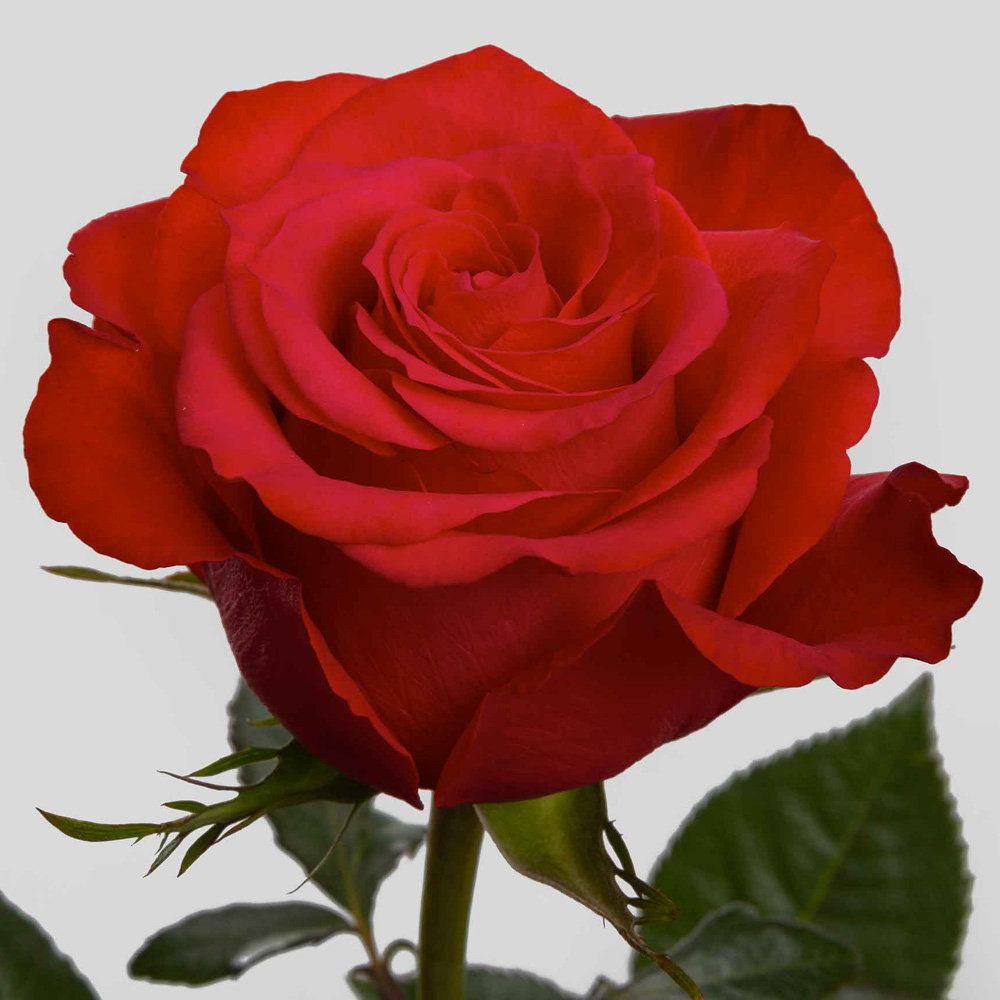 (image for) Red Altamira Roses — 100 Stems · 50cm