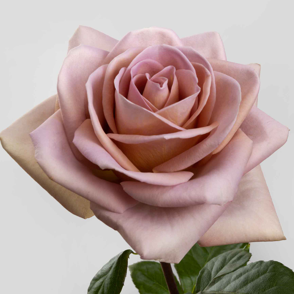 (image for) Lavender Amnesia Roses — 100 Stems · 50cm