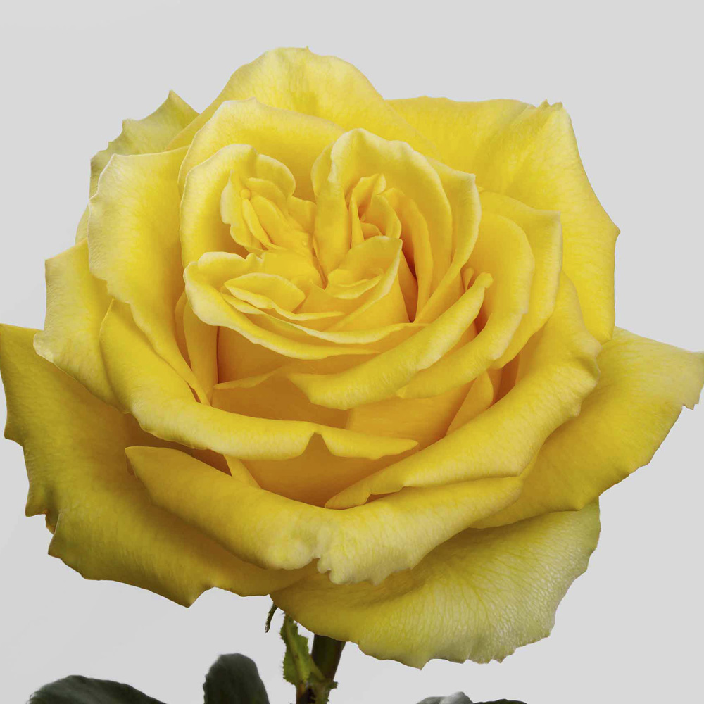 (image for) Yellow Bikini Roses — 100 Stems · 50cm