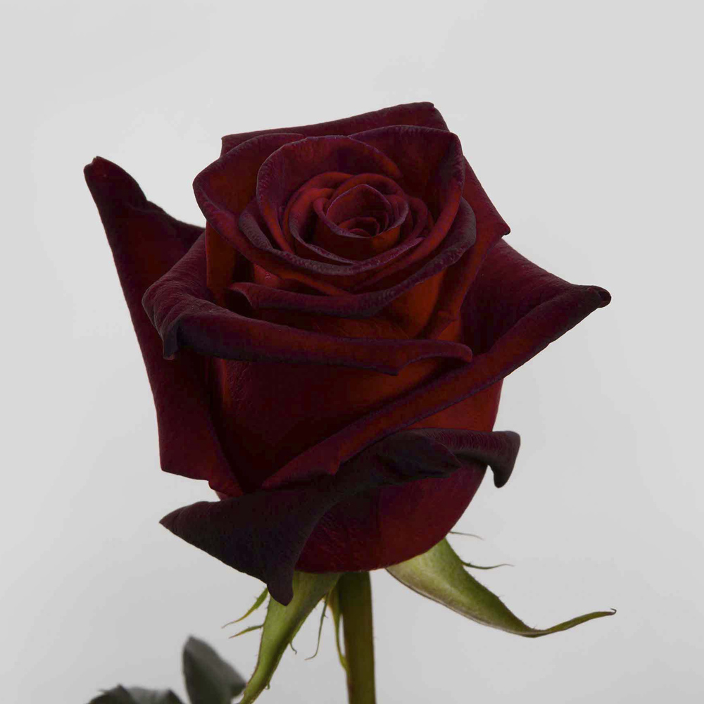 (image for) 25 Stems RED 50cm Black Baccara Roses
